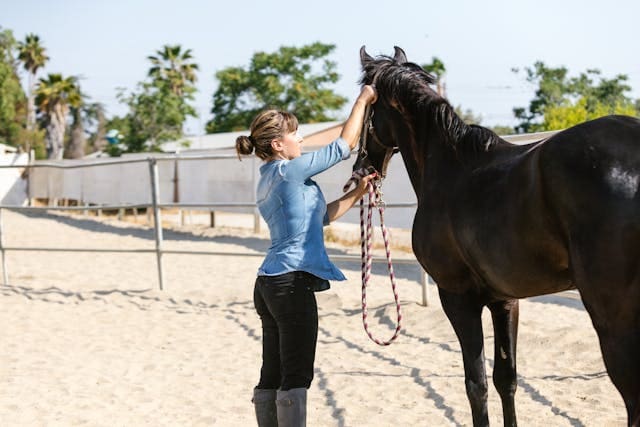 Become a Horse Trainer with No Experience